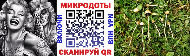 Купить Камышин Галлюциногенные грибы Psilocybe